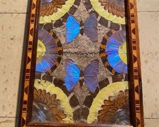 Vintage Butterfly / Moth Tray