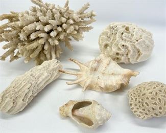 Vintage Decorative Brain Coral & Seashells