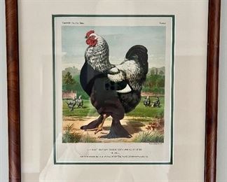Framed Rooster Print