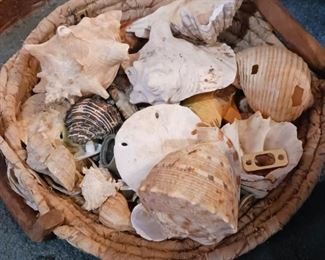 Large Seashells 