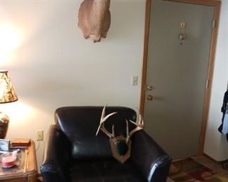 Taxidermy buck mount wall mount