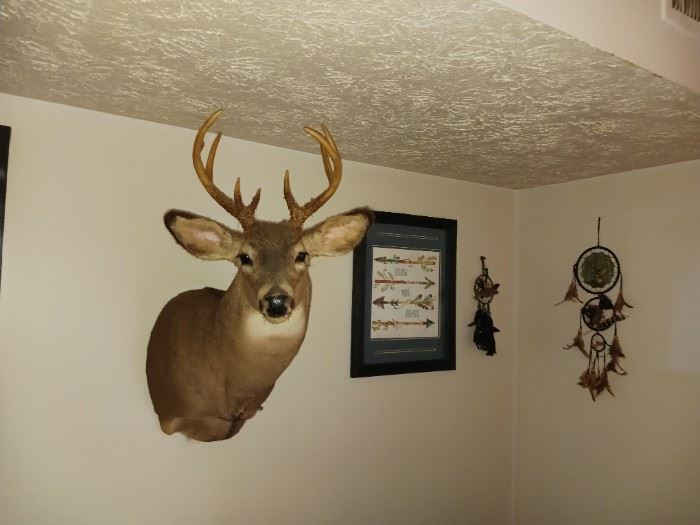 One of several buck Taxidermy mounts