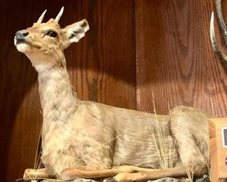 Rare full grown Argentina brocket deer