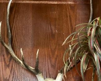 Male elk rack