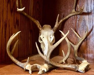 White tail deer heads and antlers