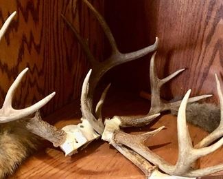 Assorted antlers