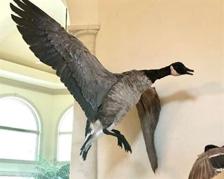 Large in flight Canadian goose 