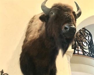 Large bison mount