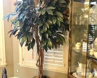 Large magnolia silk tree in pot