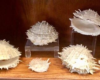 Spiney oyster shells 