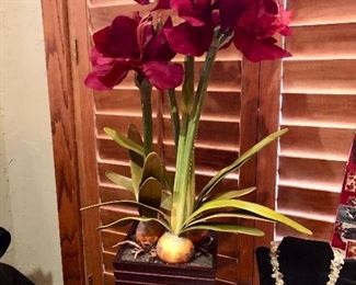 Amarylis arrangement