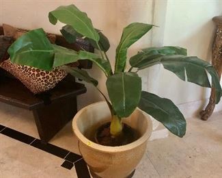 Banana leaf plant