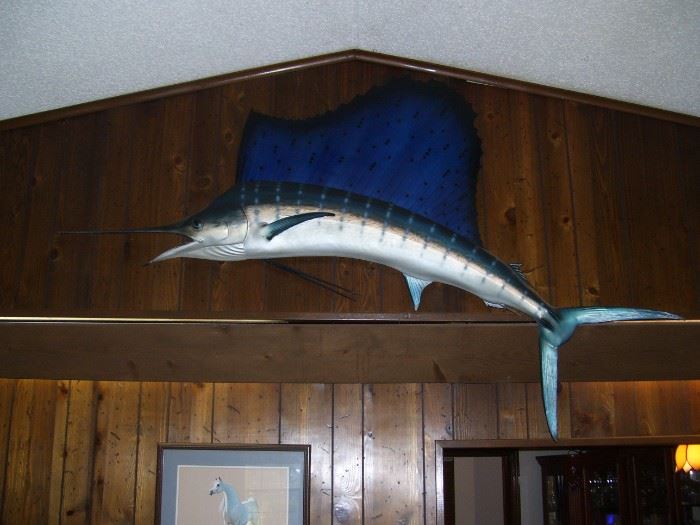 Large Sailfish Mount (caught off coast of Miami in the 1970's)