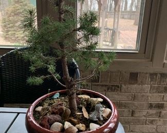 #85	Bonsai Tree - 15" Tall	 $30.00 

