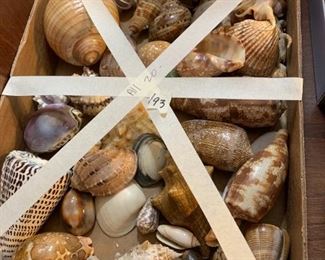#193	Lot of Seashells 	 $20.00 
