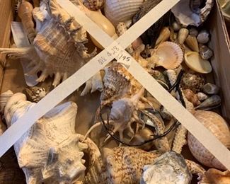 #195	Box of Shells (larger)	 $28.00 
