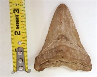 1213	MEGALODON TOOTH, APPROXIMATELY 3 1/2 IN

