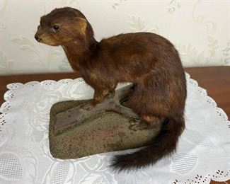 Vintage American Mink Taxidermy