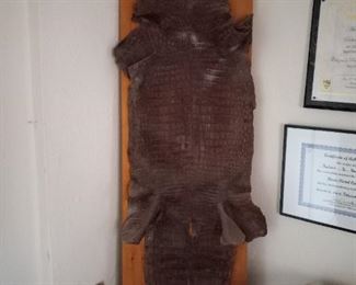 Mounted alligator skin 