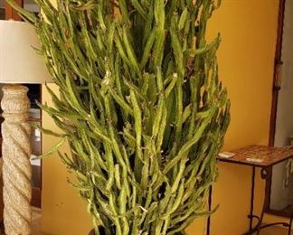 Very Large Potted Cactus