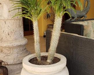 Large Potted Cactus