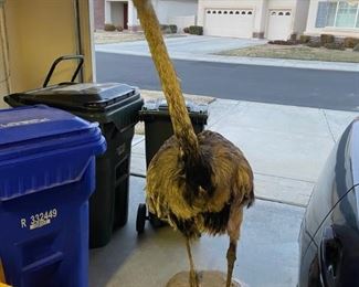 real stuffed Ostrich