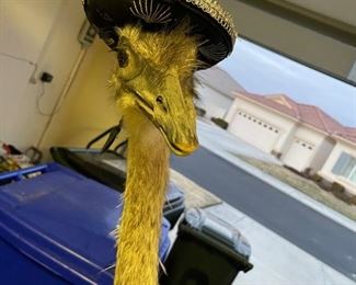 Stuffed ostrich