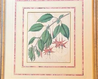 Antique 1836 Hand Painted Botanical by S Curtis, England 