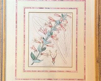 Antique 1836 Hand Painted Botanical by S Curtis, England 