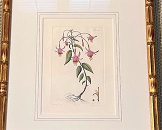 Signed and Numbered Botanical Etching by Dan Mitra 