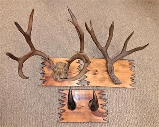 Mounted vintage deer and bison horns
