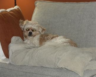 Adorable mascot Harper