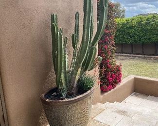 This cactus is absolutely humongous - please inquire about it if interested. It is for sale only if proffesional movers handle the moving. We will not be able to assist you as it weighs so much! Planter included in the price