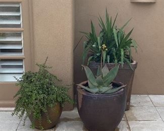 These 3 plants are for sale too!