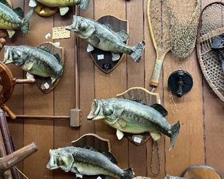 Fish taxidermy