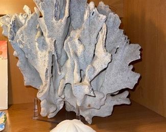 Huge coral display piece