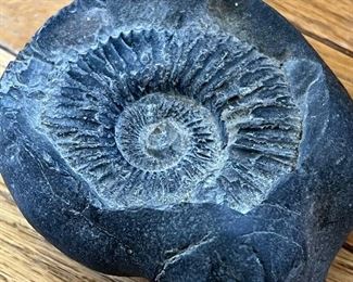 Fossilized ammonite