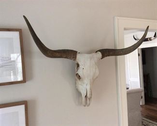Original skull & horns