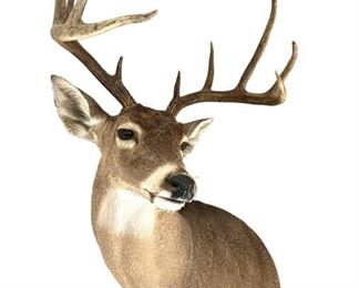 Mounted 10 Pt Deer Mount