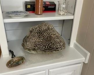 Large piece of brain coral