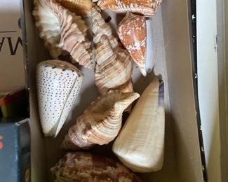 sea shells