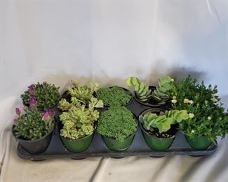 live succulents