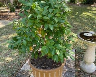 $60 	
camelia in planter