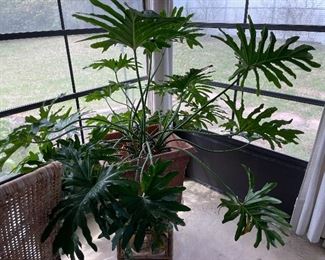 63_____$80 
Medium fillidindram potted plant&nbsp;