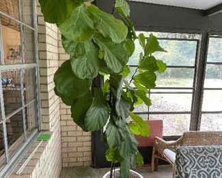 62_____$150 
Large Seagrape potted plant 7' 
