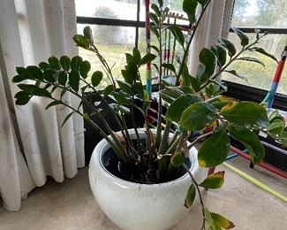 64_____$80 
Medium succulent plant potted plant 
