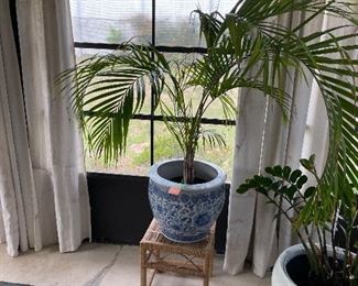 $60 
Arica palm in planter 
