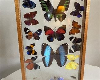 $60 Butterfly shadow box 