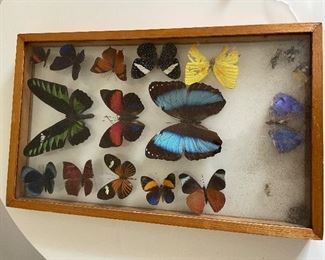 $60 Butterfly shadow box 