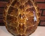 Turtle Shell Wall Hanging